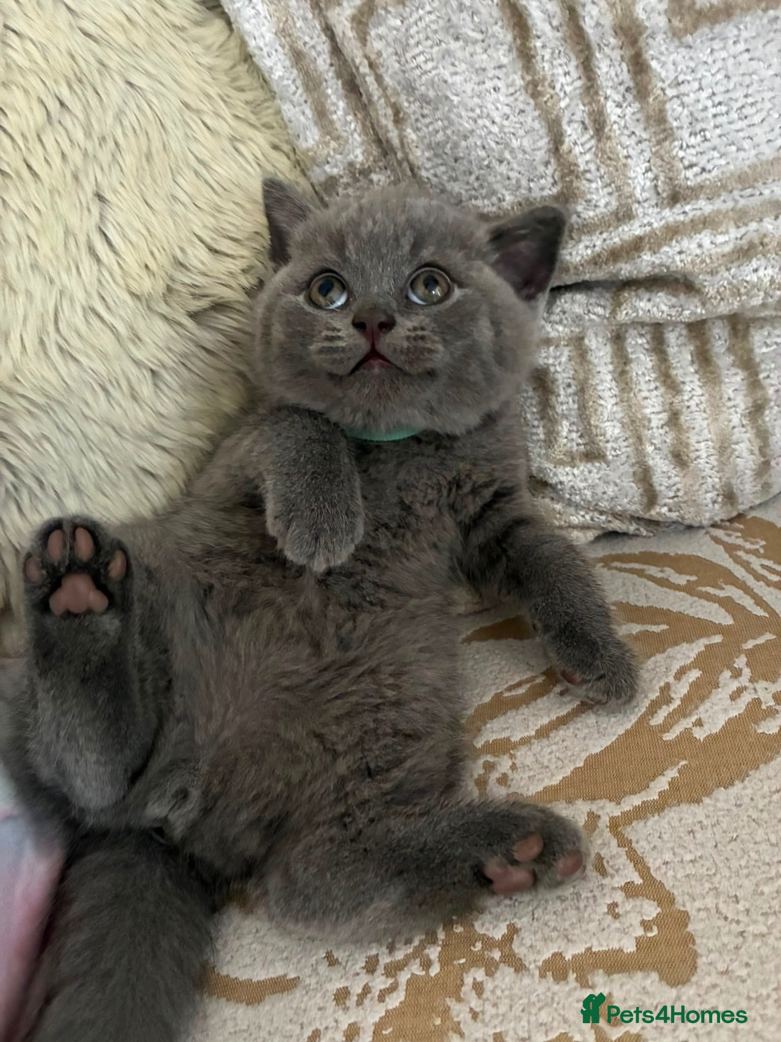 British Shorthair cats Blue British Shorthair Kittens  3 Girls 1 Boy - Advert 12