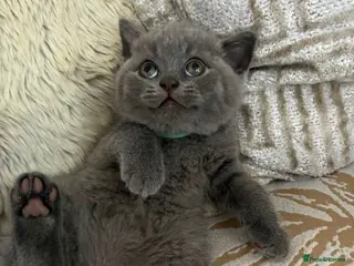 British Shorthair cats Blue British Shorthair Kittens 3 Girls 1 Boy - Advert 1