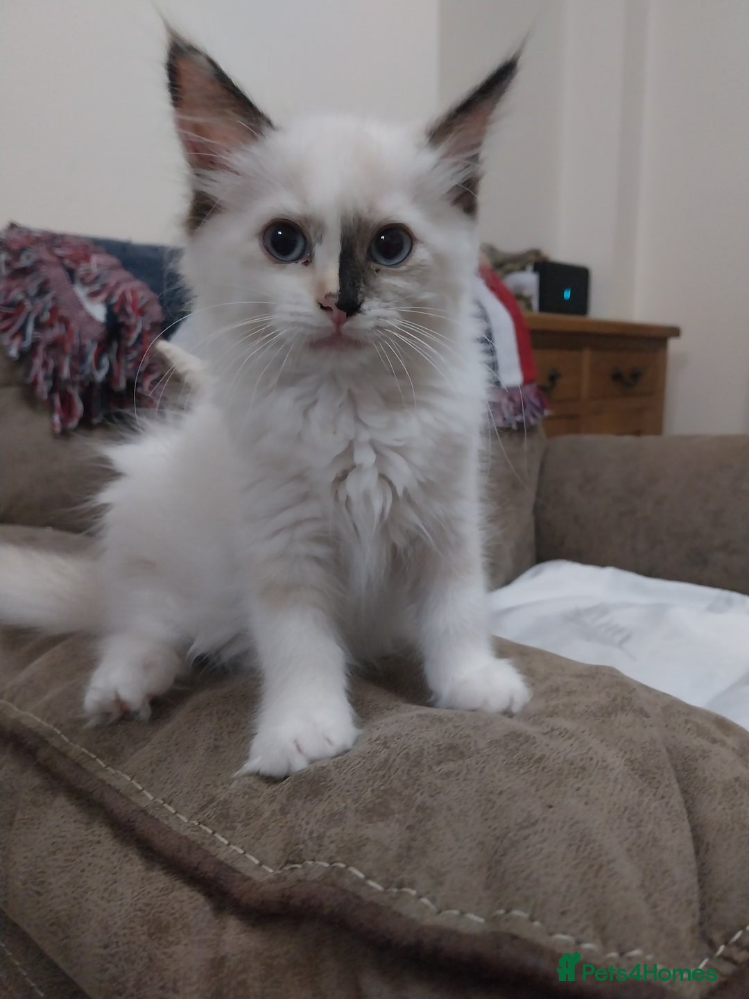 Ragdoll cats for sale: 2 Beautiful Ragdoll girls for sale - Image 2