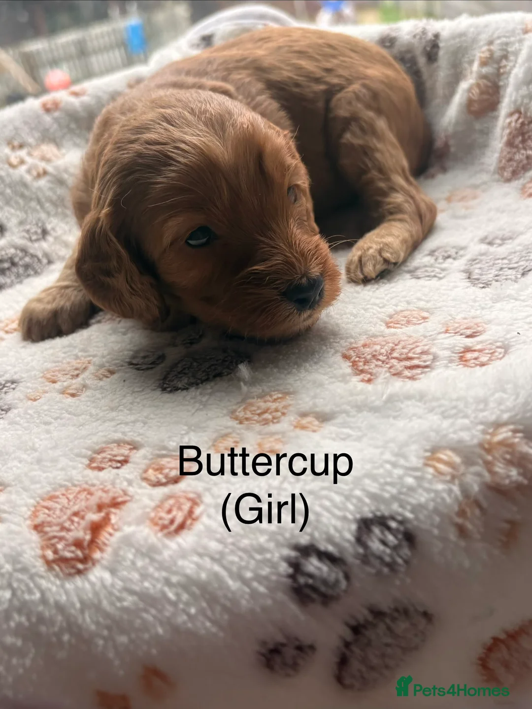 Cockapoo dogs for sale: Radiant red F2b cockapoos  - Advert 2