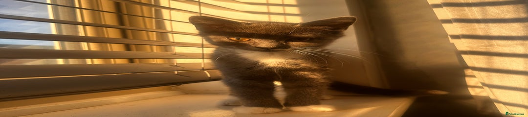 British Shorthair Kitten 3