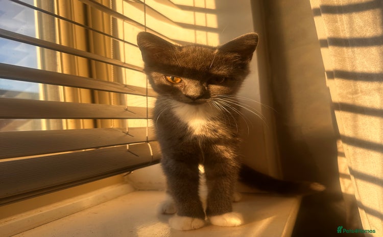 British Shorthair cats - Advert 12