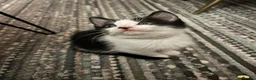 Mixed Breed cats for sale: Cheeky fluffy kittens in Carlisle - Advert 21