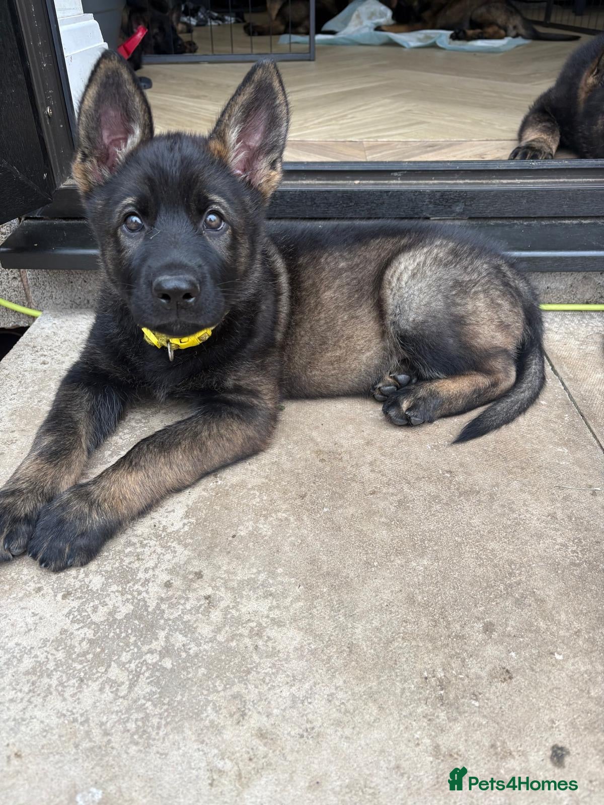 German Shepherd dogs 🐾 READY NOW 🐾 German Shepherd puppies 🐾  - Advert 2