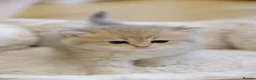 British Shorthair cats for sale: Gorgeous BSH golden kittens pedigree TICA - Advert 8