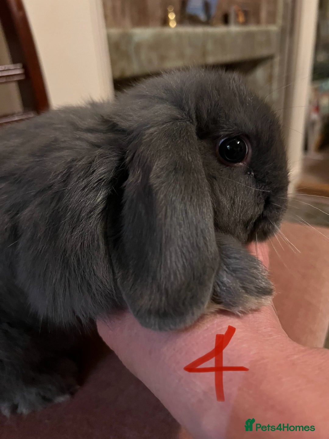 Mini Lop rabbits for sale: Fabulous Super Friendly Mini Lops - Advert 14