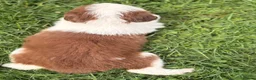 Border Collie dogs for sale: BEAUTIFUL BC PUPS, HEALTH TESTED CLEAR PARENTS  - Advert 12