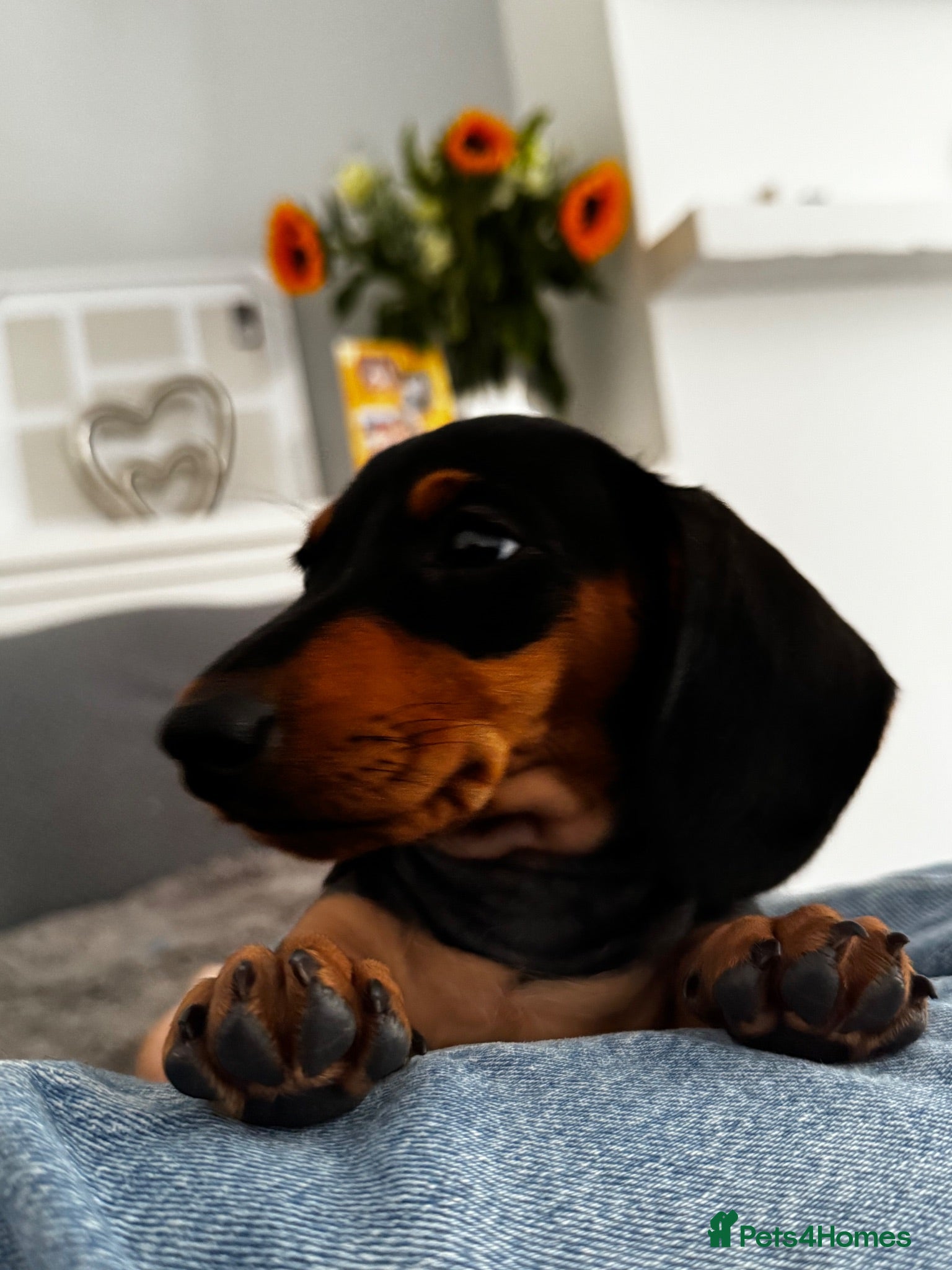 Miniature Dachshund dogs Stunning mini dachshund girl - Advert 1