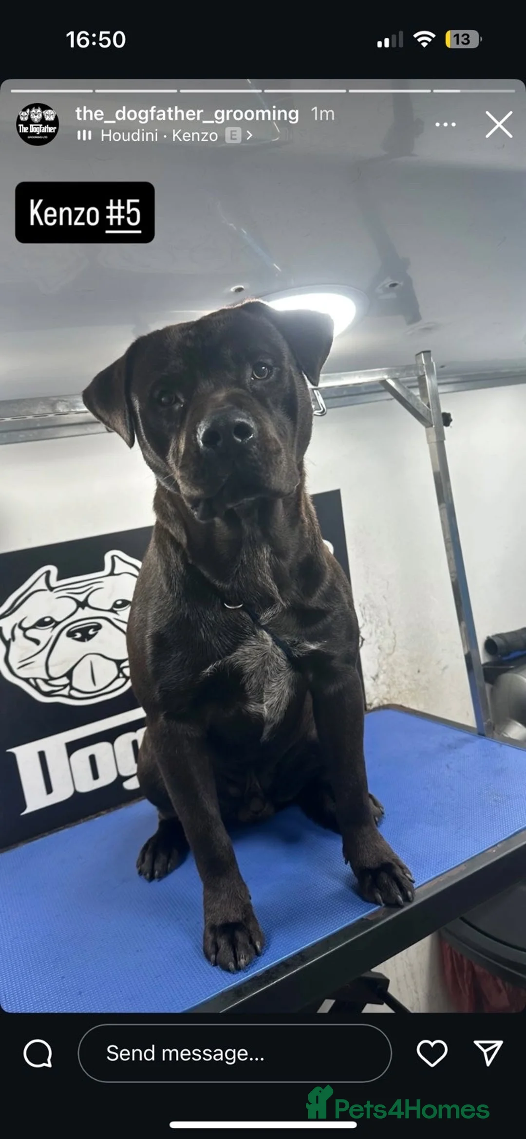 Mixed Breed dogs for sale: Puppy - Advert 2