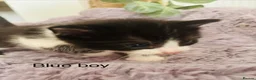 Mixed Breed cats for sale: Fluffy black and white kittens  - Advert 4