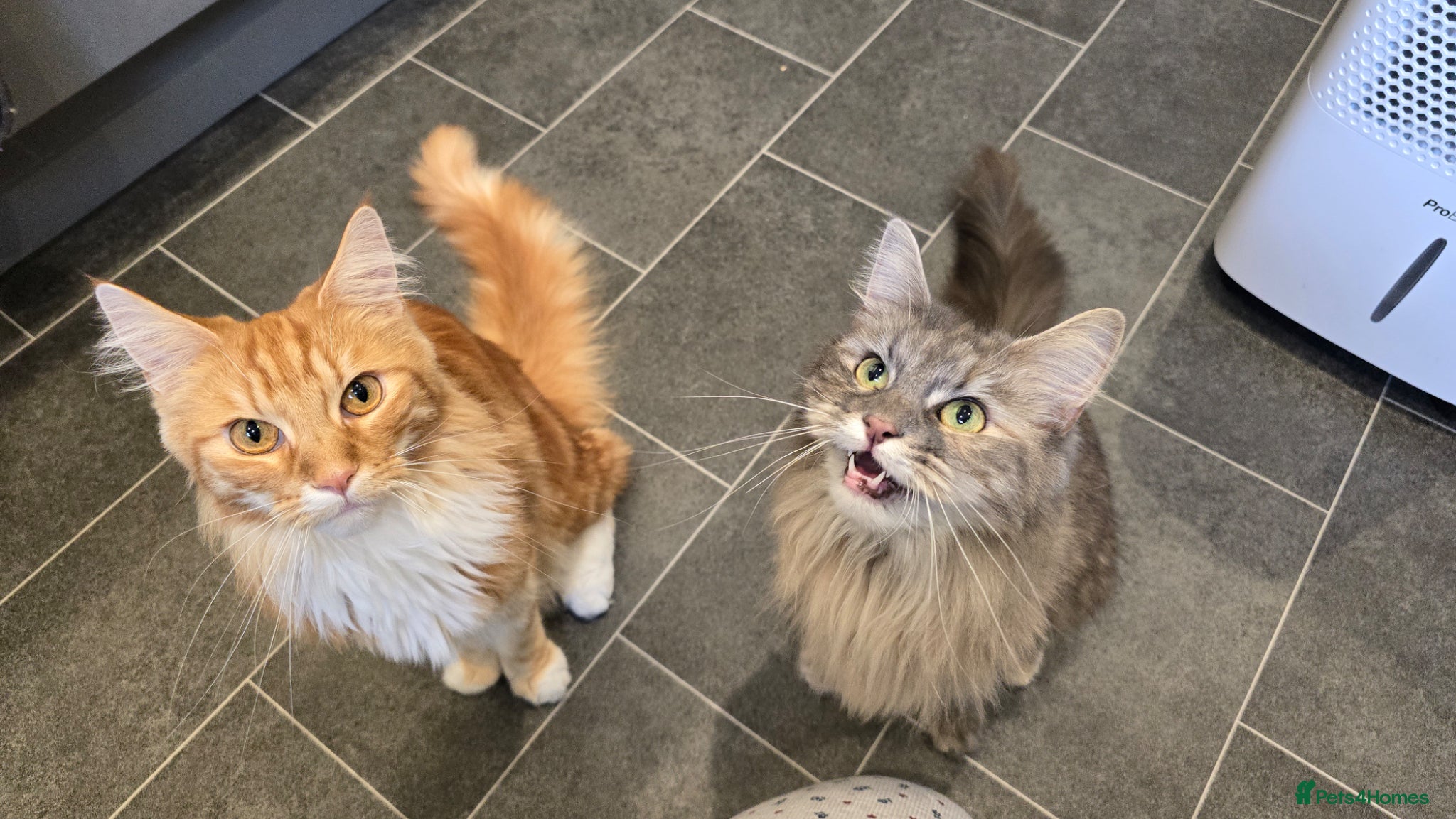 Maine Coon cats for sale: 3 Year Old Maine Coon Brother and Sister in Bradford - Advert 1