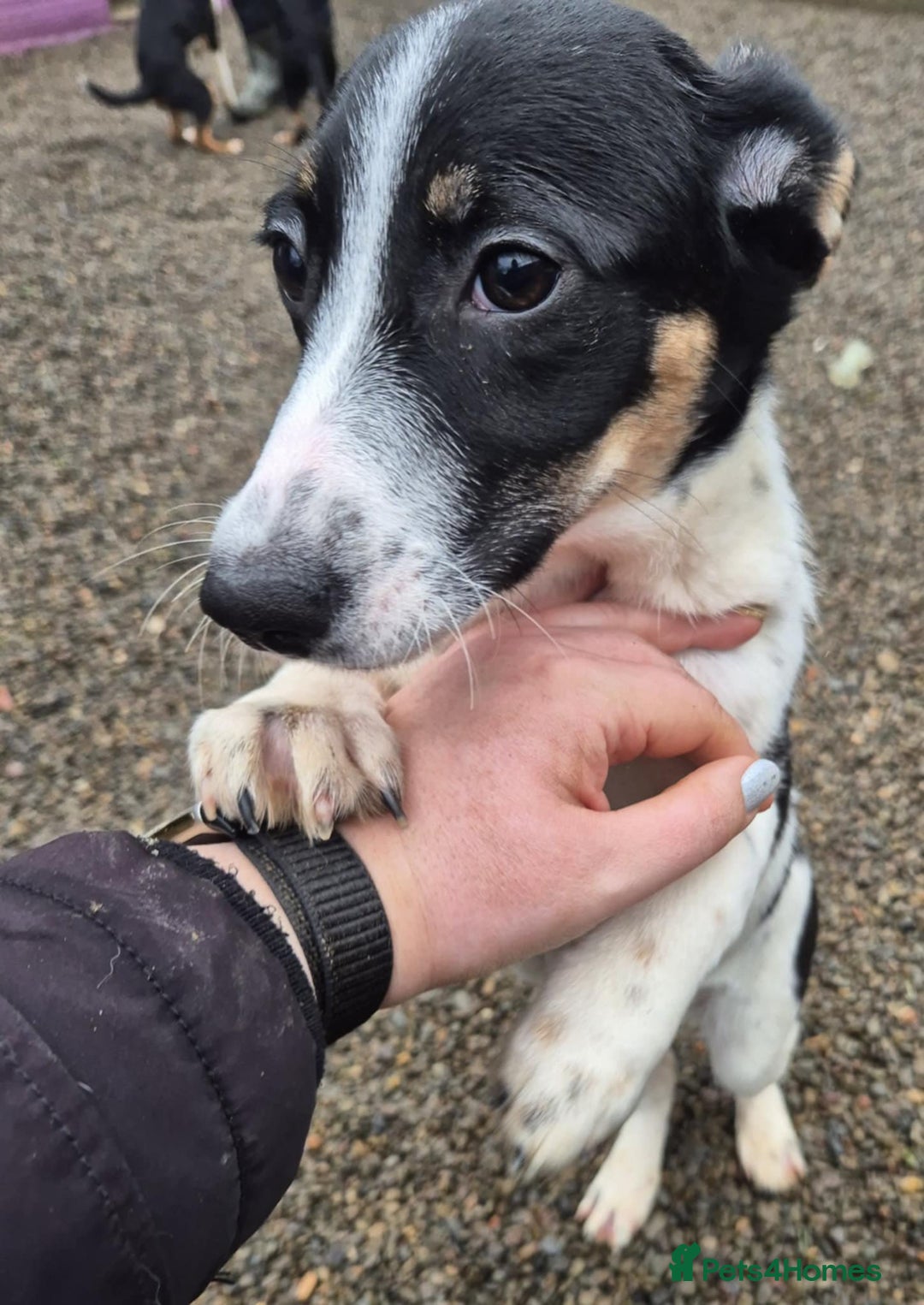 Mixed Breed dogs for adoption: Holly - In Ayr Looking for a home  - Advert 2