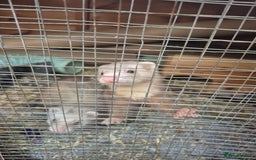 Ferret rodents for sale: Rodent cage and extension - Image 1