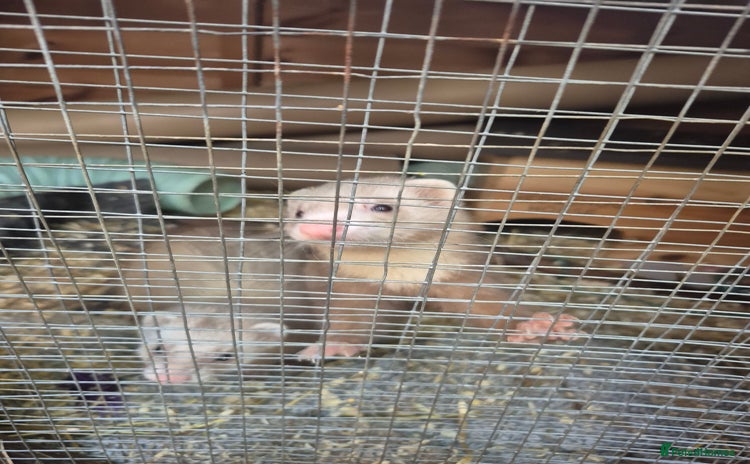 Ferret rodents for sale - Advert 1