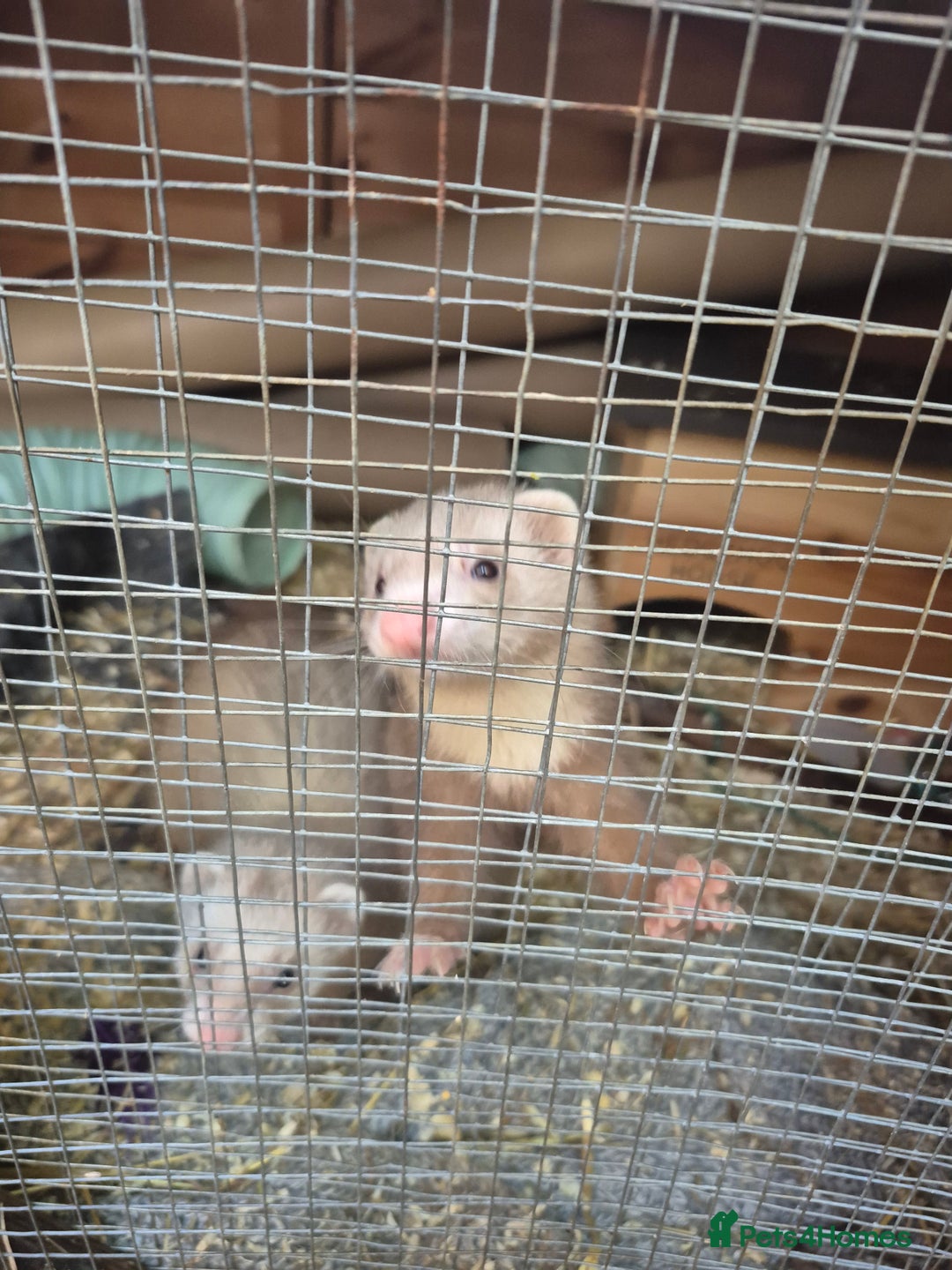 Ferret rodents for sale: Rodent cage and extension - Image 1