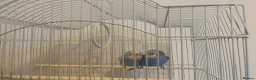 Budgerigars birds for sale: budgies male and female 2 month old and bird cage - Advert 4