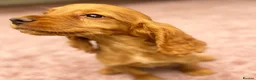 Cocker Spaniel dogs for sale: Beautiful, cocker spaniel’s - Advert 6