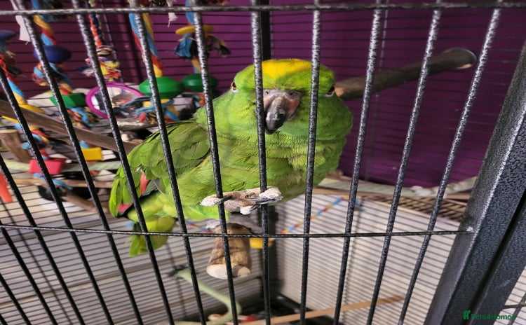 Parrots birds - Advert 1