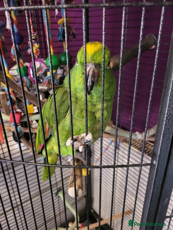 Parrots birds - Advert 5
