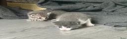 British Shorthair cats for sale: 2 kittens for sale 1male 1 female  - Advert 9