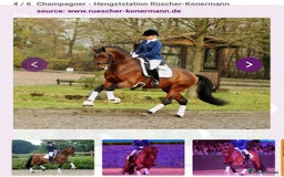 Holstein horses for sale: Beautiful Gelding for sale.  - Image 1