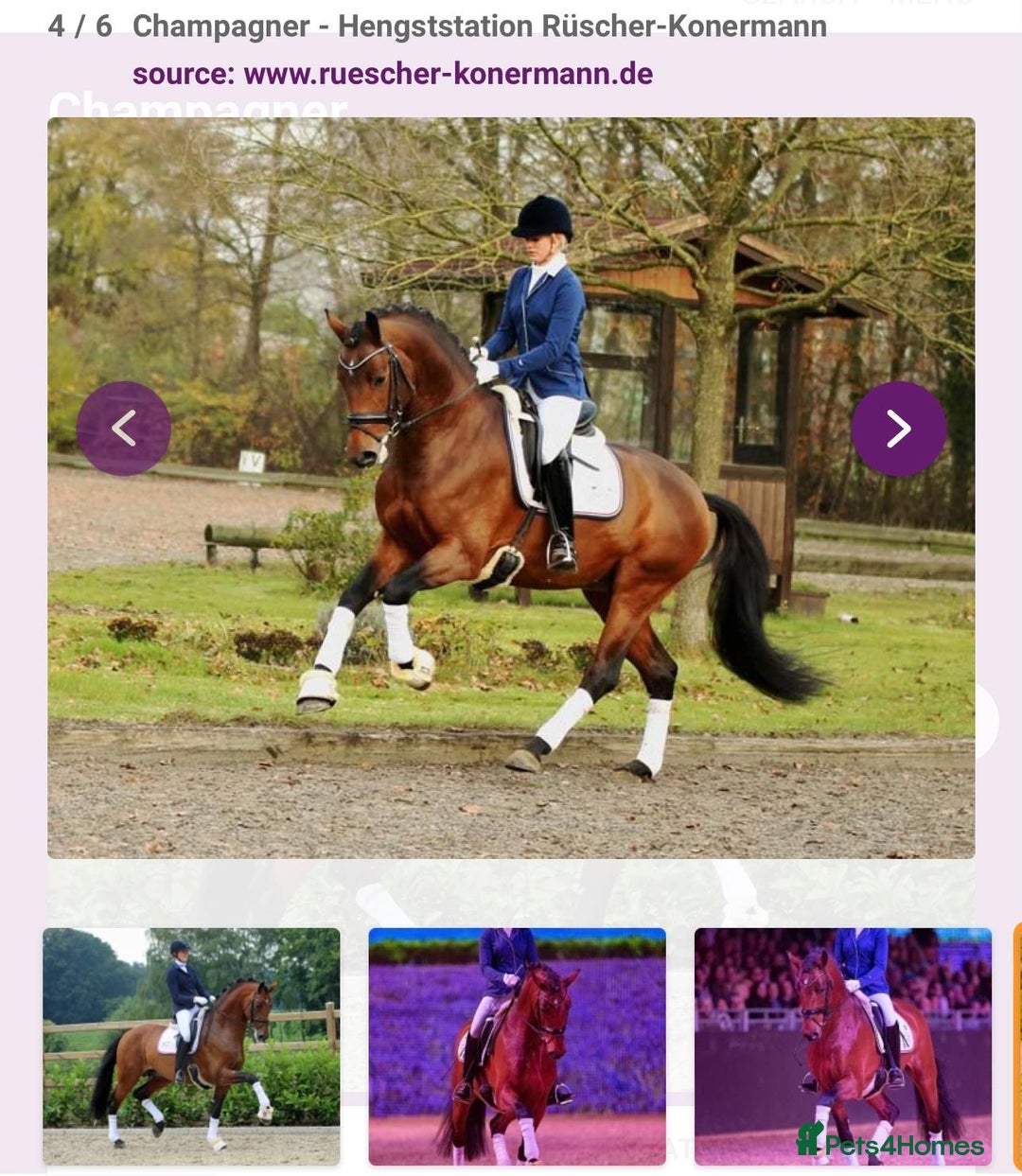 Holstein horses for sale: Beautiful Gelding for sale.  - Image 1