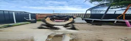 Mixed Breed dogs for sale: COOKIE the young missy in Blackpool - Advert 2