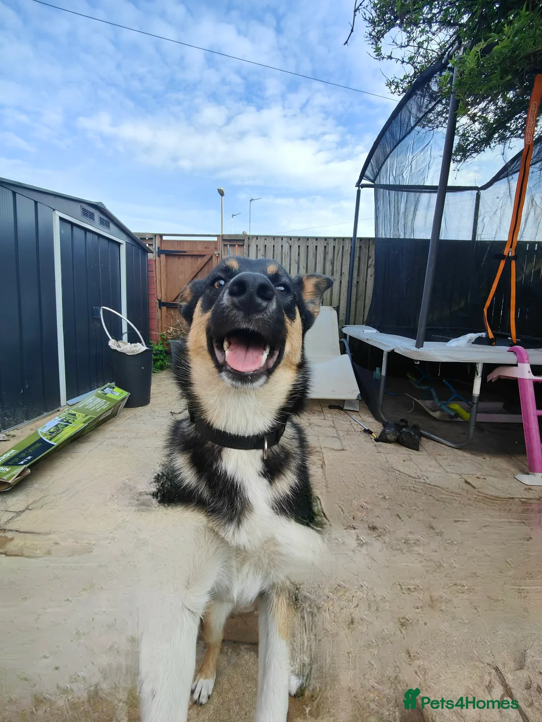 Mixed Breed dogs for sale: COOKIE the young missy in Blackpool - Advert 2