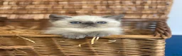 Exotic cats for sale: 2 STUNNING EXOTIC MALE KITTENS  - Advert 16