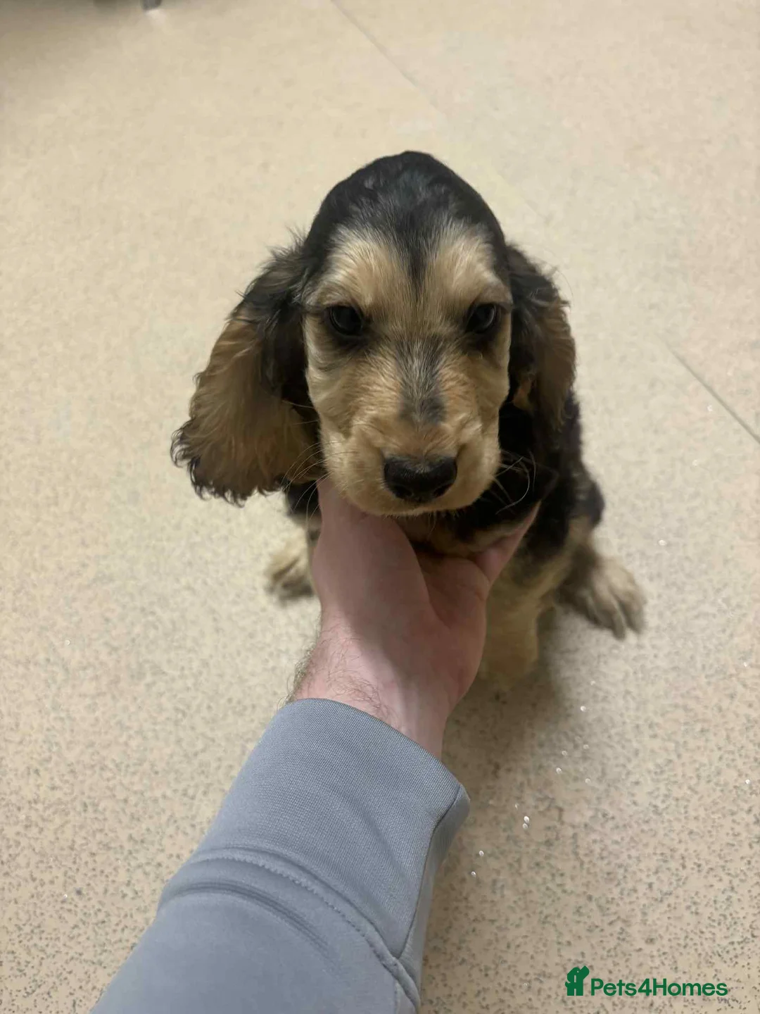 Cocker Spaniel dogs for sale: 2 boys left!!!! - Advert 5