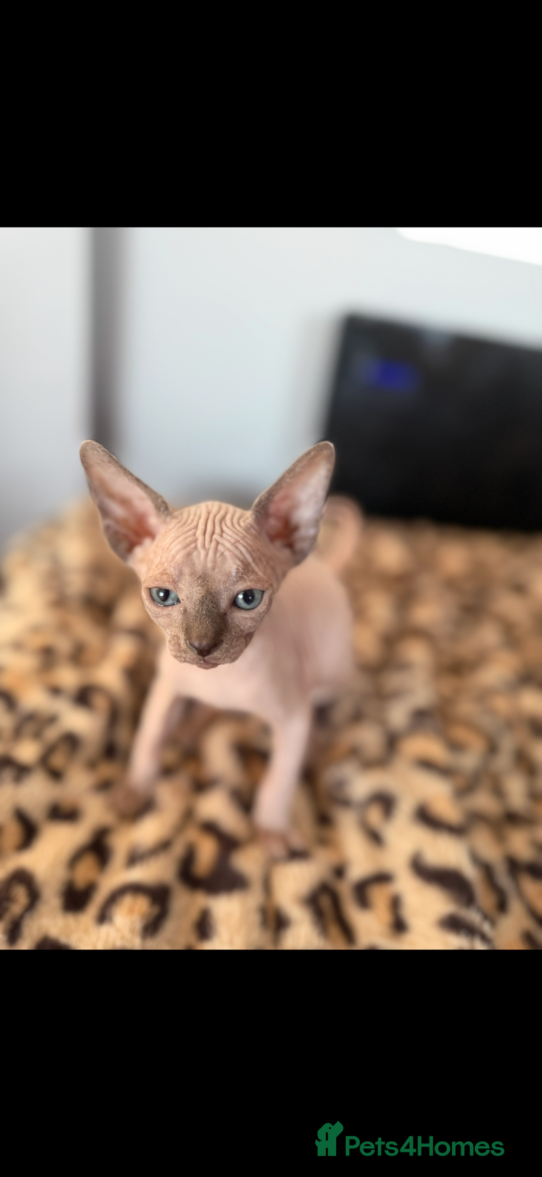 Sphynx cats for sale: canadian sphynx for sale  - Advert 10