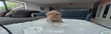 Cavapoo Puppy 3