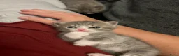 Mixed Breed cats for sale: 2 beautiful male kittens.  - Advert 11