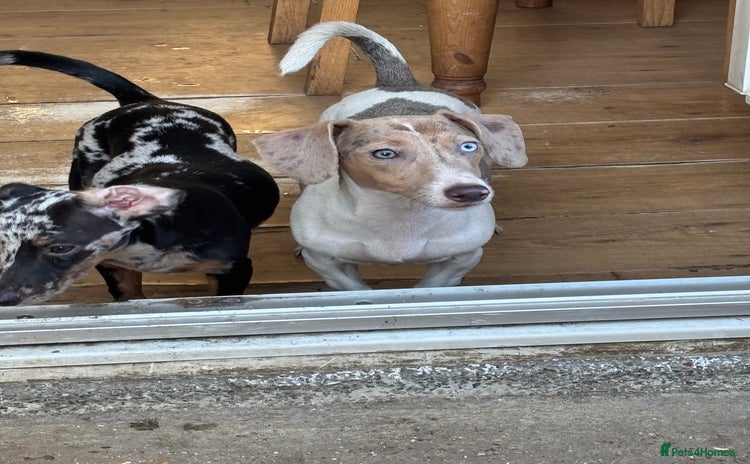 Mixed Breed dogs - Advert 6