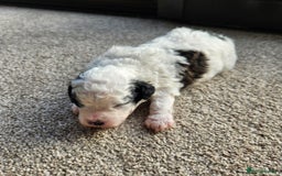 Shihpoo dogs for sale: Shihpoo puppies in Devon ... we've arrived!  - Image 23