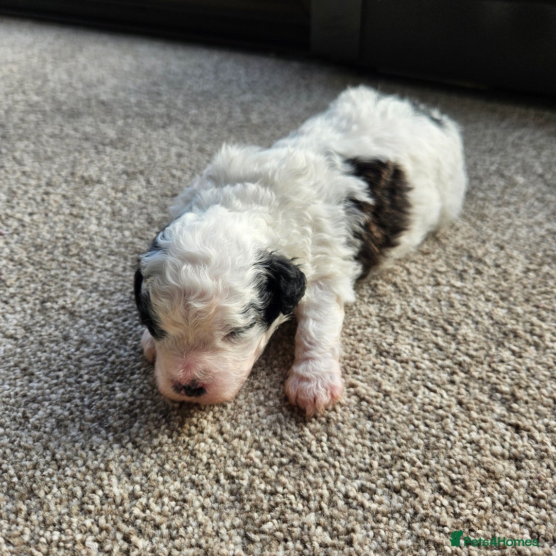 Shihpoo dogs for sale: Shihpoo puppies in Devon ... we've arrived!  - Image 23