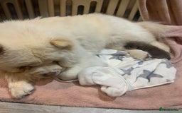 Chow Chow dogs for sale: Stunning male kc chow chow  - Advert 5