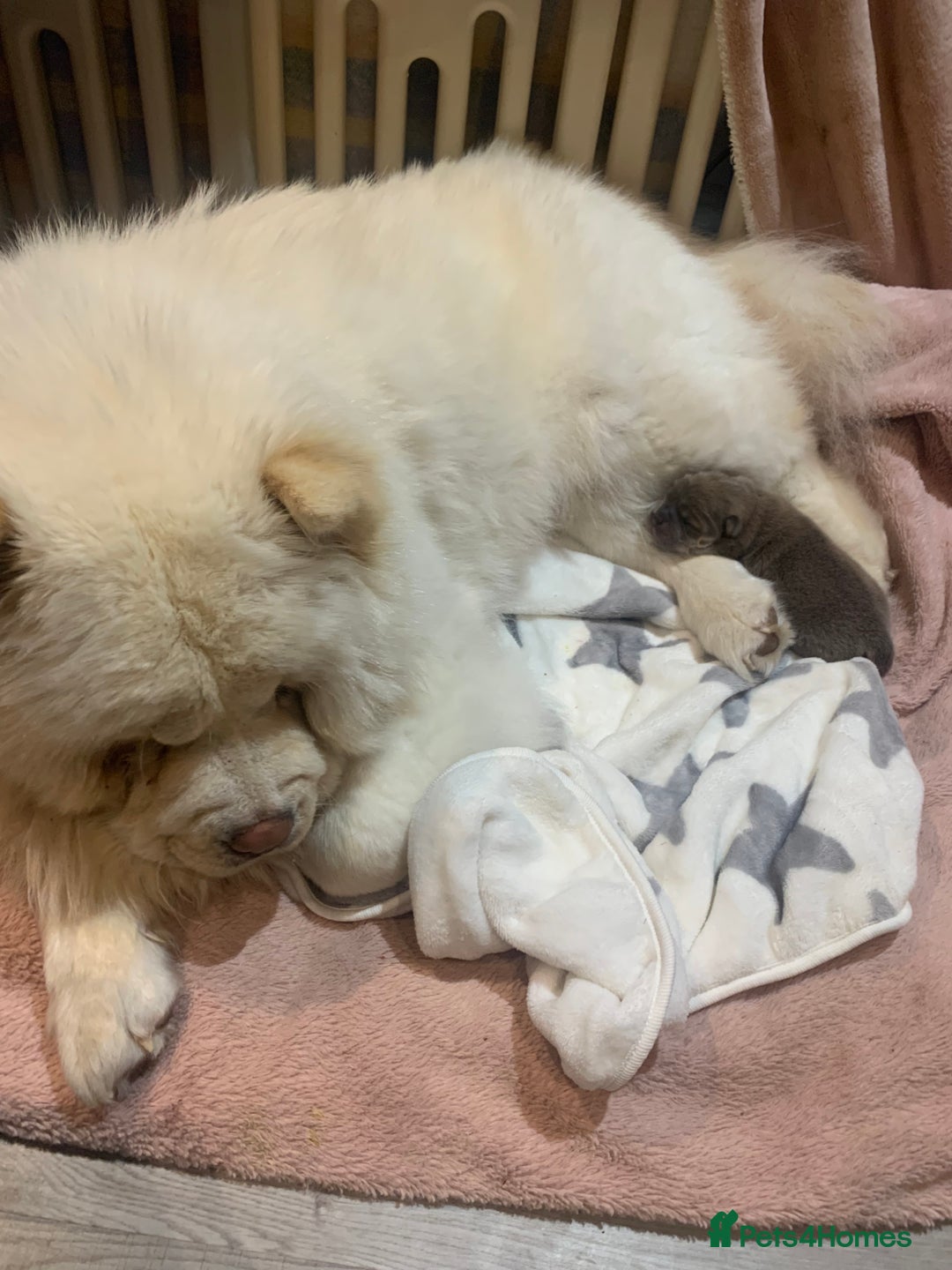 Chow Chow dogs for sale: Stunning male kc chow chow  - Advert 5