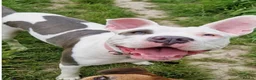 Staffordshire Bull Terrier dogs for sale: 🐾 Only 3 beautiful puppies remaining! 🐾 - Advert 13