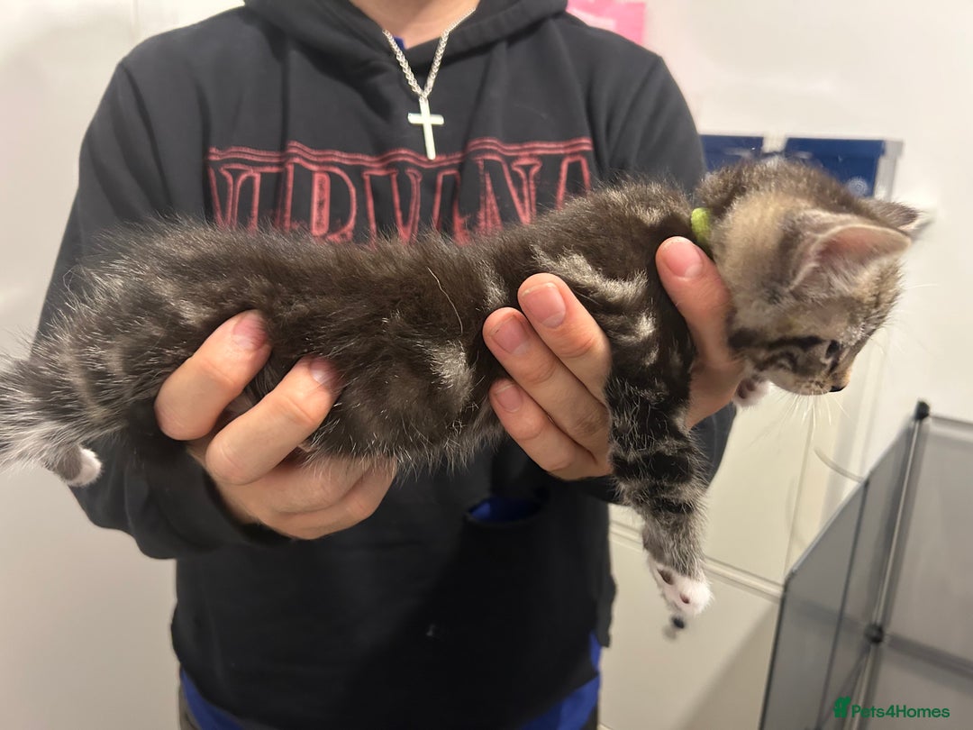 Bengal cats for sale: 3 bengal cross kittens left - Image 6
