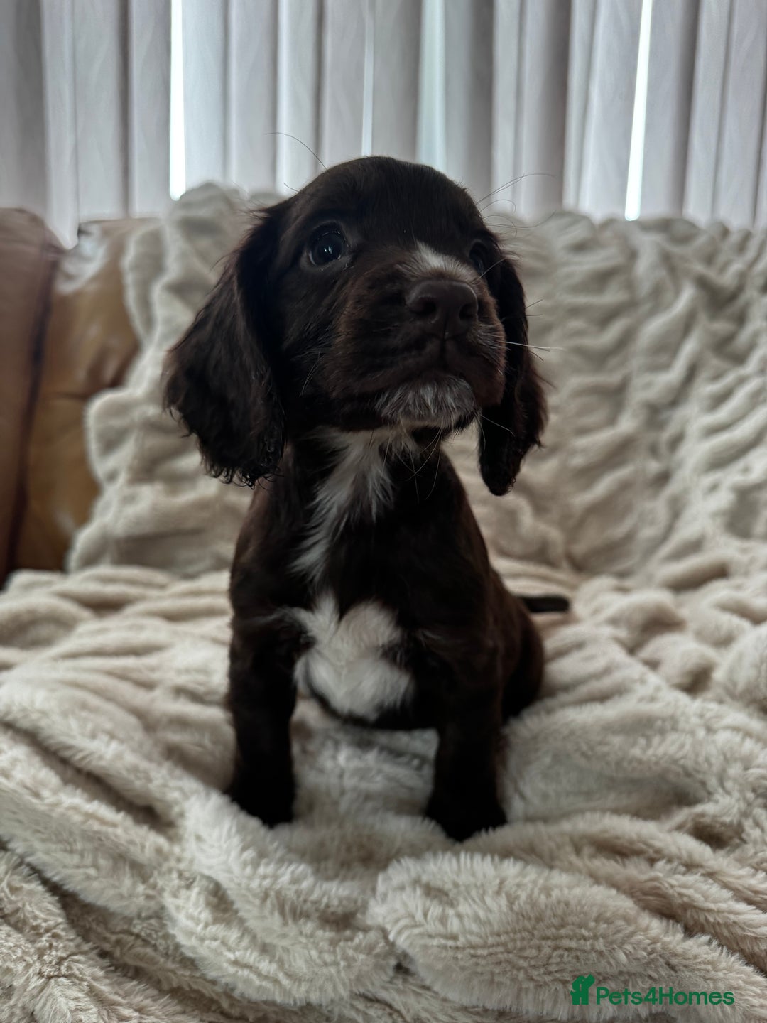 Sprocker dogs for sale: Health Tested- Chocolate Sprocker Puppies 🐻  in Bishop Auckland - Image 4