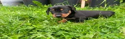 Miniature Dachshund dogs for sale: 🐾 Beautiful Miniature Dachshund Puppies 🐾 - Advert 6