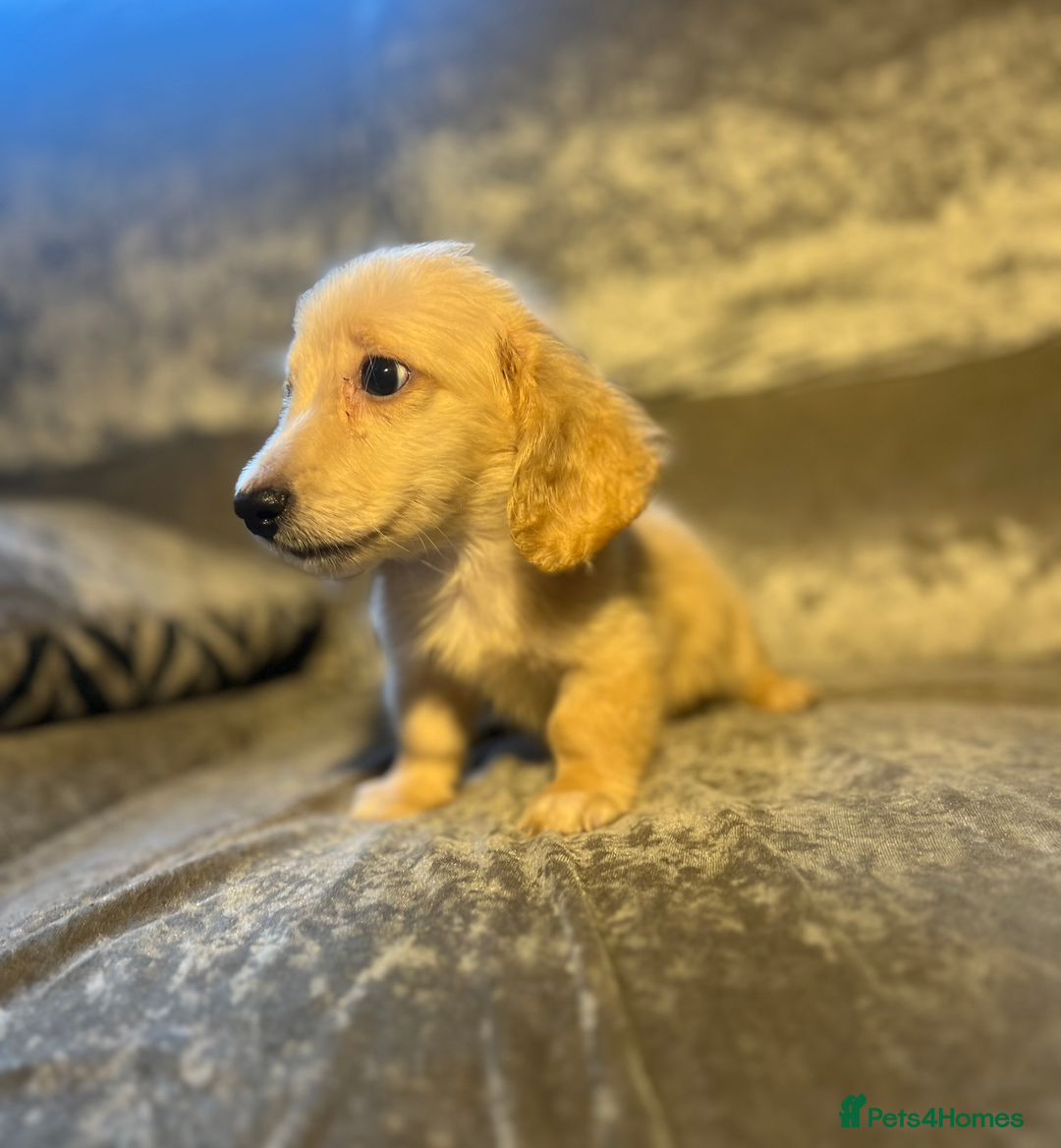 Dachshund dogs for sale: cream KC long haired miniature dachshunds for sale - Image 7