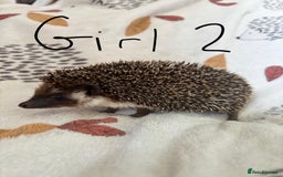 Pygmy Hedgehog rodents for sale: 3 African Pygmy hedgehogs for sale - Image 3