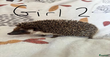 Pygmy Hedgehog rodents - Advert 15