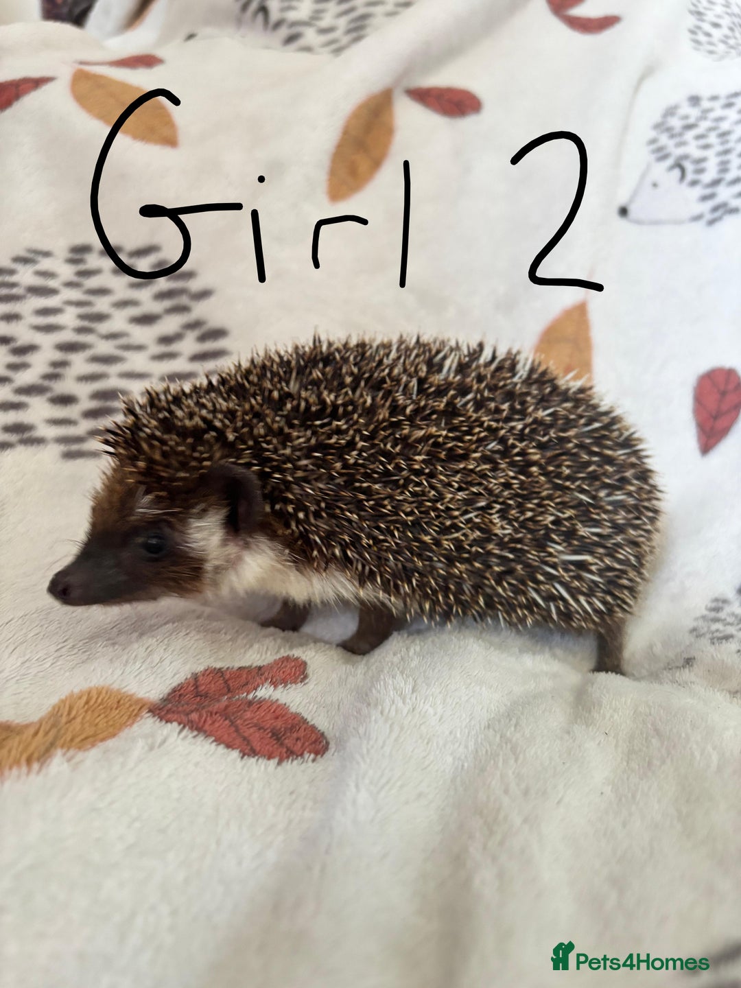 Pygmy Hedgehog rodents for sale: 3 African Pygmy hedgehogs for sale - Image 3