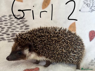 Pygmy Hedgehog rodents - Advert 5