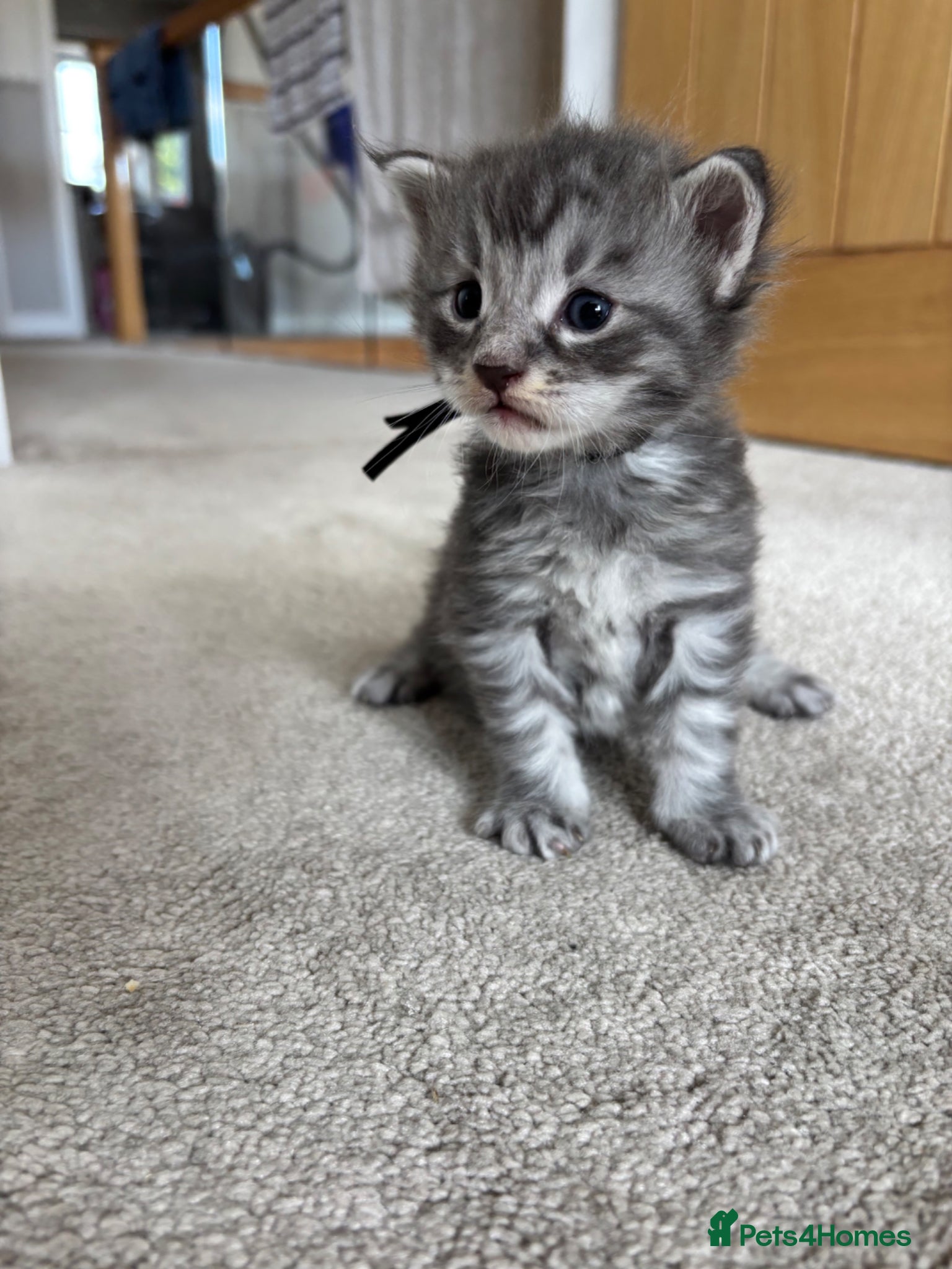 Maine Coon cats for sale: TICA Maine Coon Kittens  - Advert 20