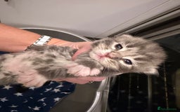 Maine Coon cats for sale: 7 beautiful kittens  - Image 12