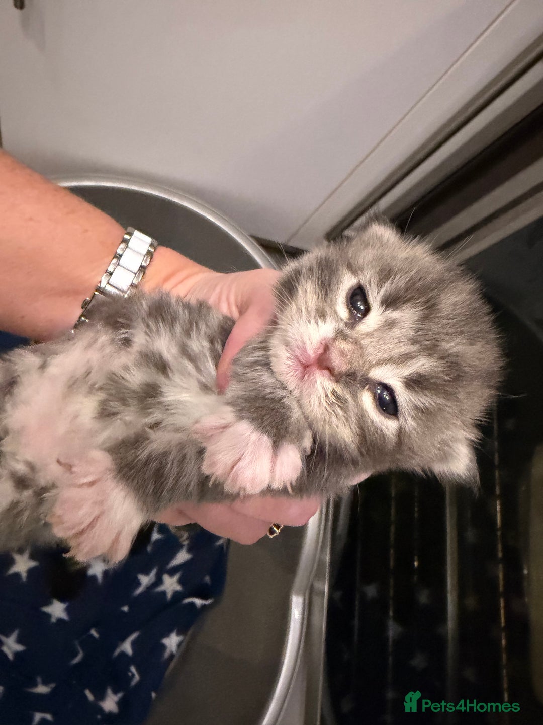 Maine Coon cats for sale: 7 beautiful kittens  - Image 12